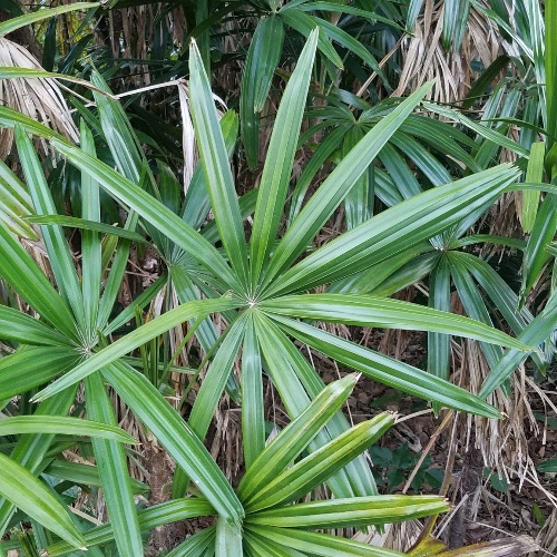 Rhapis excelsa (Thunb.) A.Henry ex Rehder-image-2