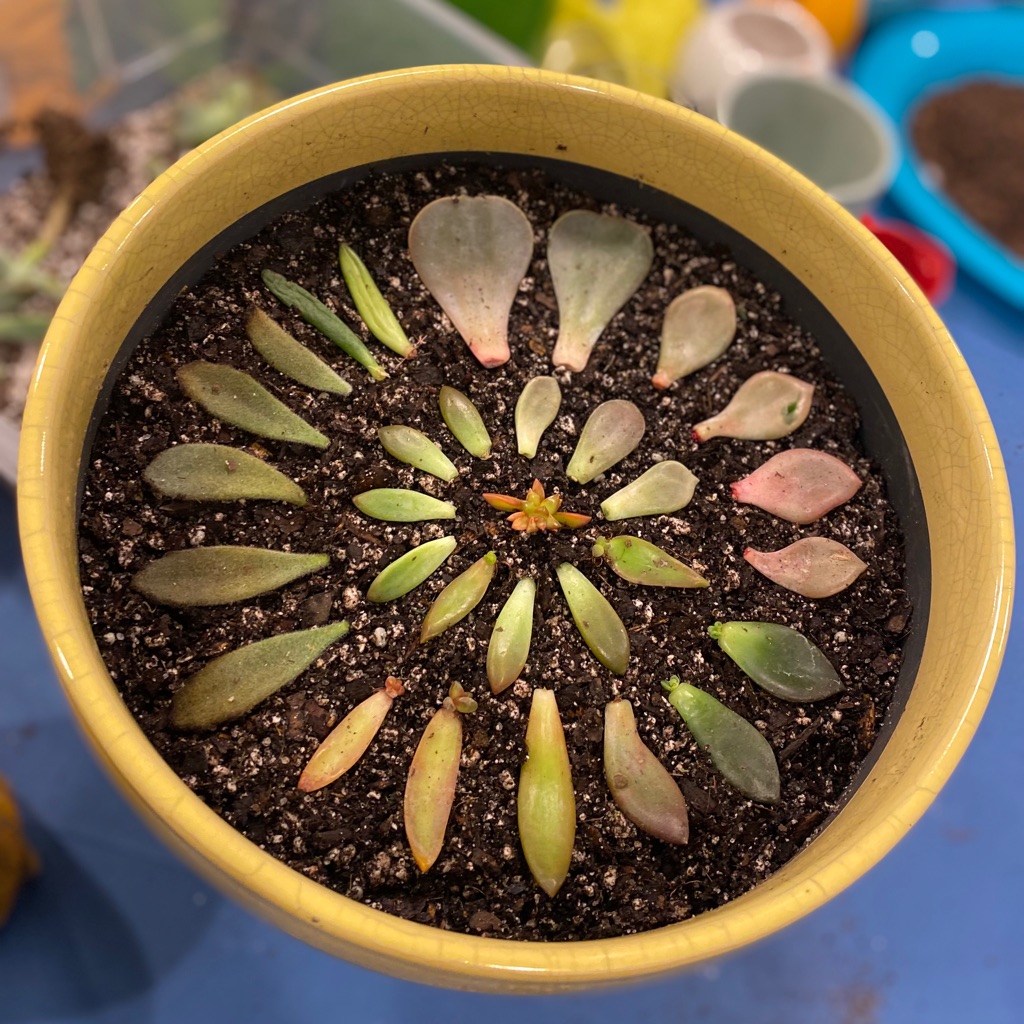 ShoupsSuccs
